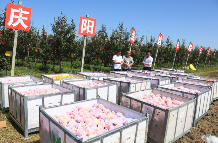 9月20日，慶陽海越農(nóng)業(yè)發(fā)展有限公司早勝基地蘋果喜獲豐收，吸引了外地客商前來采購。圖為客商正在查看果品。特約攝影 李建琪 攝