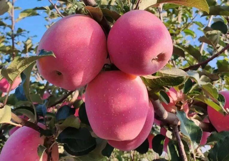 白馬鋪鎮(zhèn)的富士蘋果。