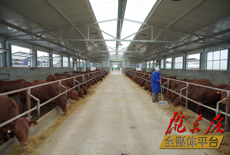 正寧縣正興現(xiàn)代農(nóng)牧千頭早勝牛繁育基地。本報記者 劉萍凝 攝