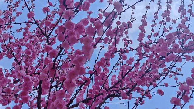 慶陽(yáng)的春日，舉目晴明，一路春暖花開(kāi)