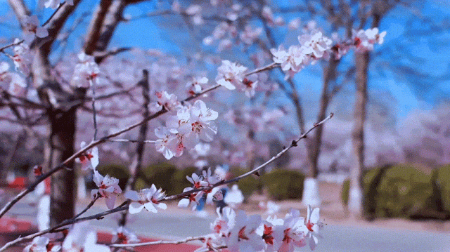 慶陽的春日，舉目晴明，一路春暖花開