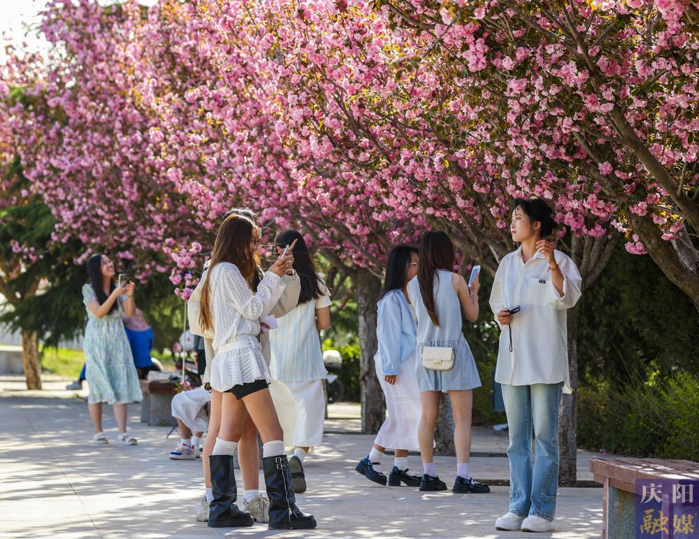 【攝影報道】 春日西峰，櫻花如詩，市民共赴浪漫花事