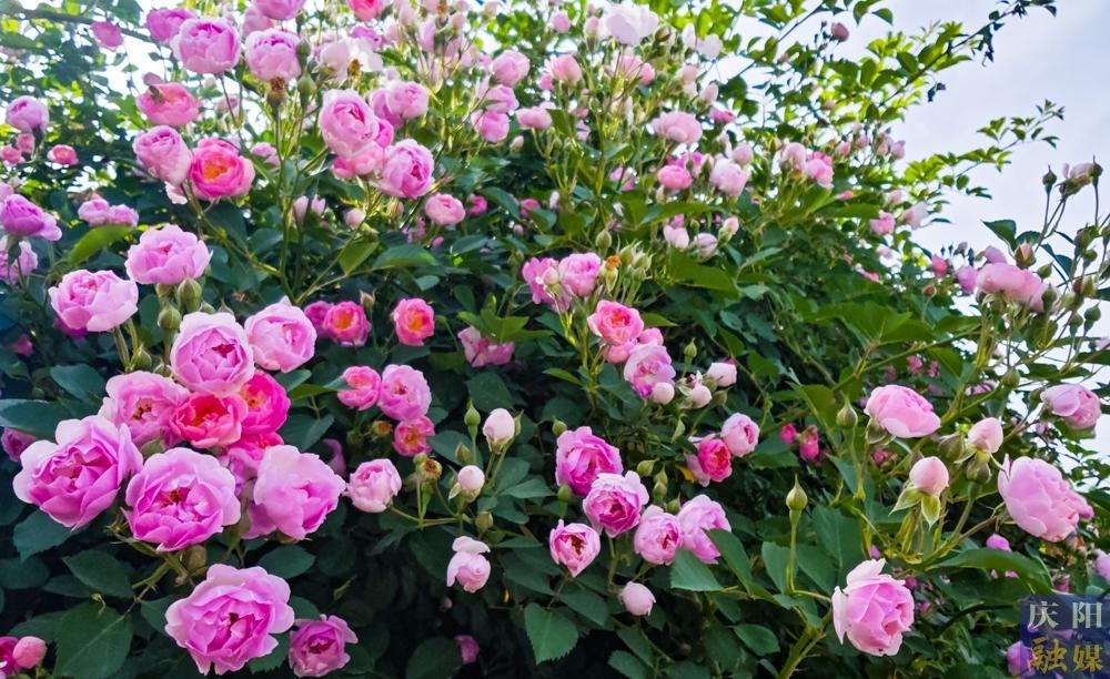【攝影報道】薔薇花開！邂逅夏日的浪漫