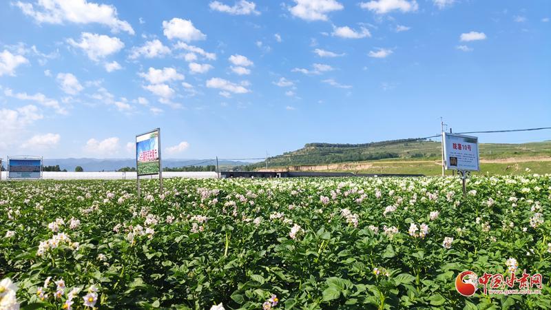 【青春華章·重走西北角】五任所長接力！這顆“隴薯”品種藏著60年的奮斗史