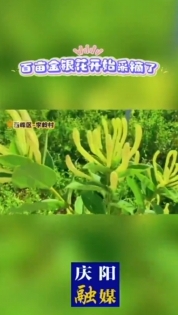 西峰區(qū)什社鄉(xiāng)李嶺村100畝金銀花迎來盛花期
