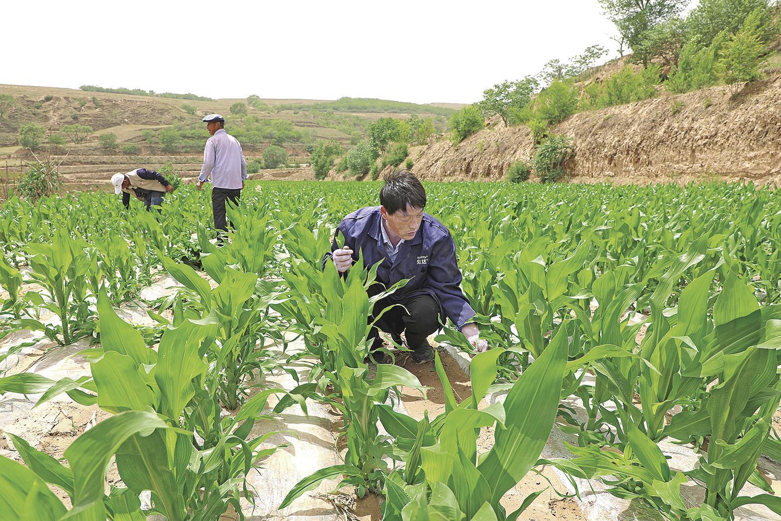 村民搶抓墑情，全力投入玉米管護(hù)、缺苗補(bǔ)種等農(nóng)事當(dāng)中